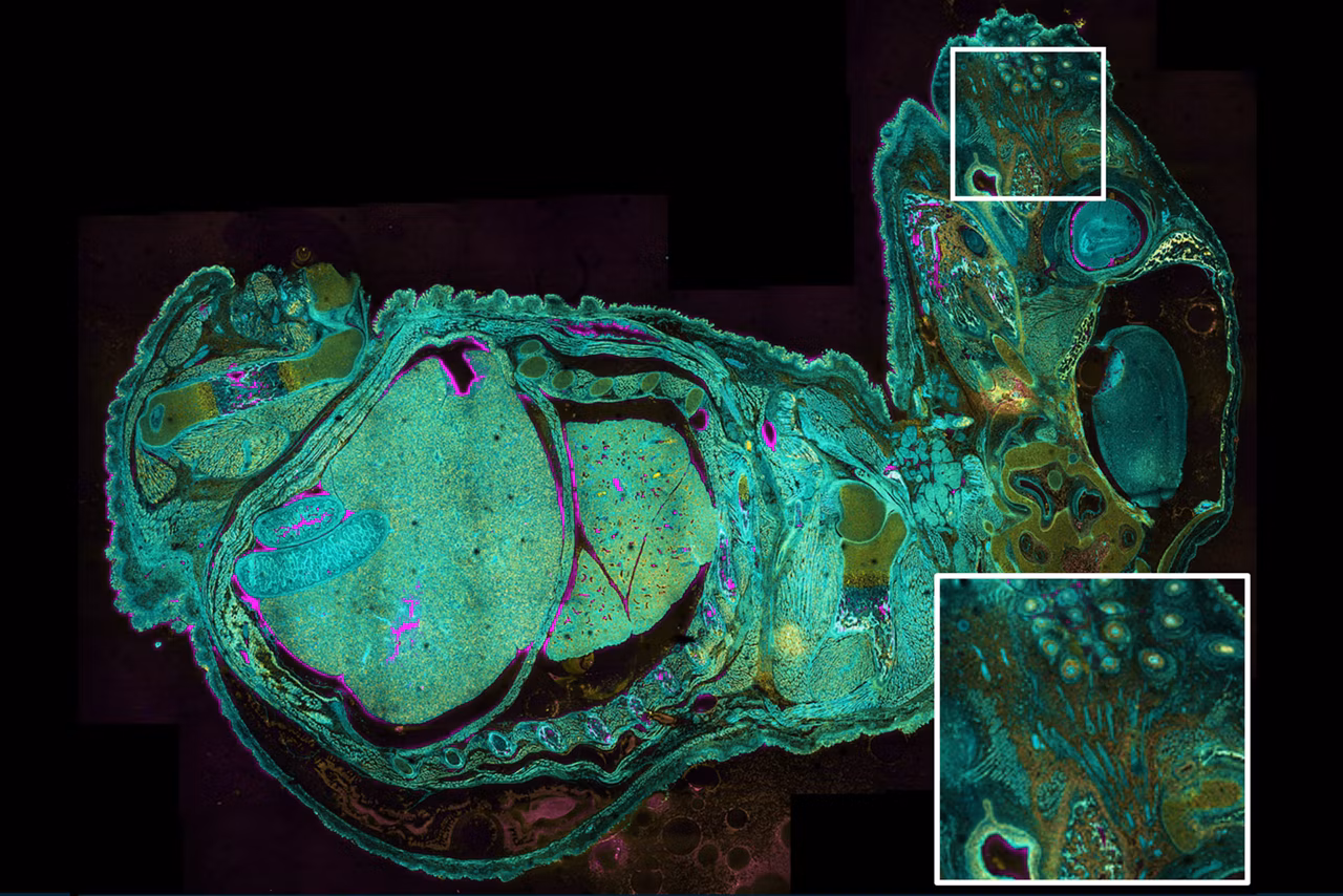 Embryo Phasor Separated STELLARIS FALCON Kid21758332