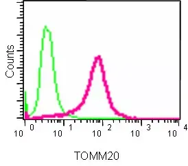 Anti-TOMM20 antibody [EPR15581-54] - Mitochondrial Marker(AB186735)