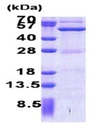 Recombinant Human ASCC1 protein(AB171688)