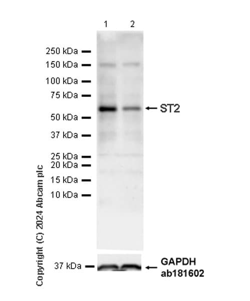 Anti-ST2 antibody [EPR28307-82](AB317557)