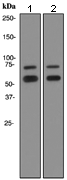 Anti-Lamin A + Lamin C antibody [EPR4100] - Nuclear Envelope Marker(AB108595)