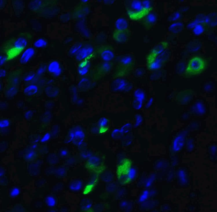 Anti-XBP1 antibody(AB37152)