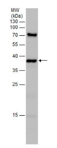Anti-PDX1 antibody(AB227586)