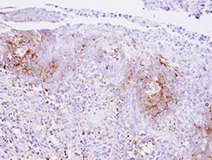 Casr Antibody Ab137408  Immunohistochemistry Formalin Pfa Fixed Paraffin Embedded Sections Img136092