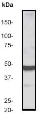 Mek2 Antibody Y78 Ab32517  Western Blot Img142834