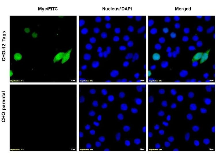 Anti-Myc tag antibody(AB9106)