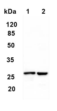 Ms4a2 Antibody Ab203747  Western Blot Img88042