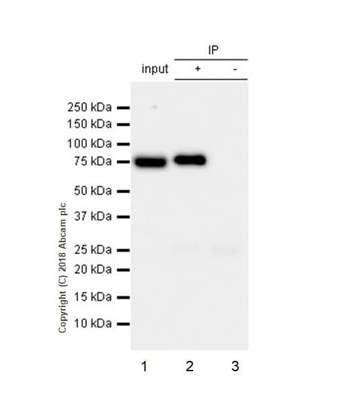 Anti-Ezrin antibody [EP886Y] - Plasma Membrane Marker(AB40839)