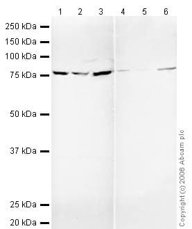 Anti-Calnexin antibody - ER Marker(AB22595)