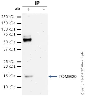 Anti-TOMM20 antibody - Mitochondrial Marker(ab78547)