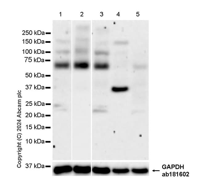 Anti-VAChT antibody [EPR29154-71](AB317452)