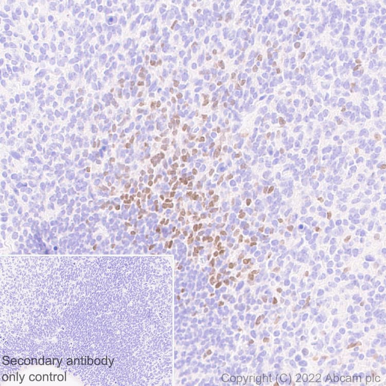 Anti-LHX6 antibody [EPR26352-101] - BSA and Azide free(AB300442)