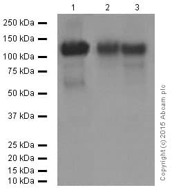 Anti-LAMP2A antibody [EPR4207(2)] - Lysosome Marker(AB125068)