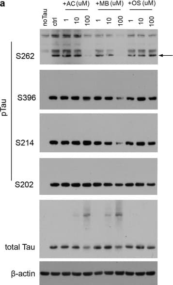 Anti-Tau (phospho S202) antibody [EPR2402](AB108387)