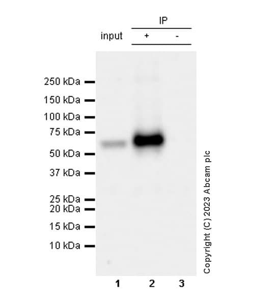 Anti-LYVE1 antibody [RM1067](AB314241)
