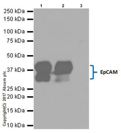 Anti-EpCAM antibody [EPR20532-222] - BSA and Azide free(AB232539)