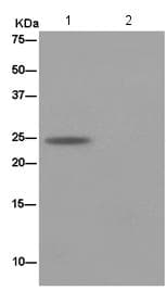 Pctp Antibody Epr15390 Ab184944  Immunoprecipitation Img73965