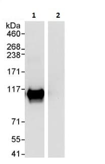Sfpq Antibody Ab264197  Immunoprecipitation Img112860