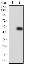 Rank Antibody 8h8b2 Ab233817  Western Blot Img140536
