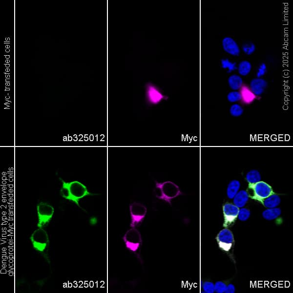 Alexa Fluor® 594 Anti-Myc tag antibody [9E10](AB223894)