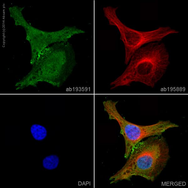 Alexa Fluor® 488 Anti-Integrin beta 1 antibody [P5D2](AB193591)