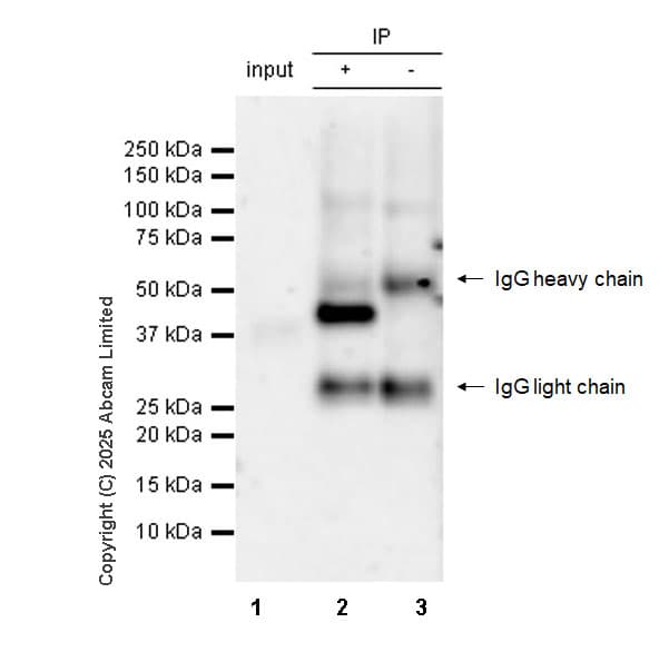 Anti-mouse IgG for IP (HRP)(AB131368)