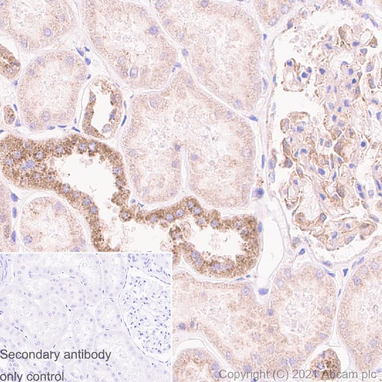 Anti-TSG101 antibody [EPR7130(B)] - Low endotoxin, Azide free(AB216447)