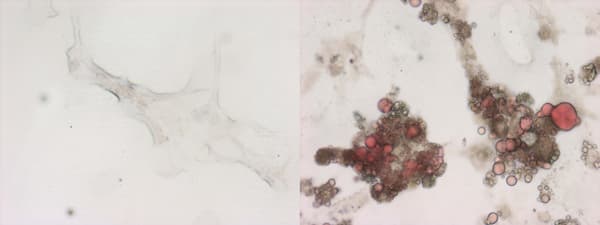 Oil Red O Stain Kit (Lipid Stain)(AB150678)