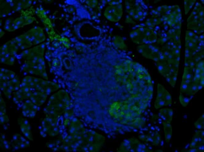 Anti-GLP-1 antibody [8G9](AB26278)