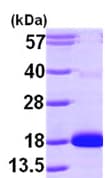 Recombinant human CDA protein(AB99441)