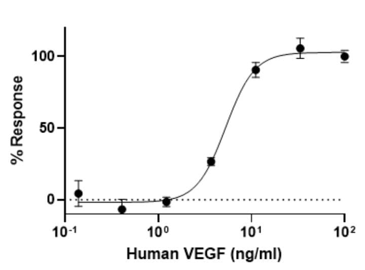 Recombinant human VEGF 165A protein (Active)(AB259412)