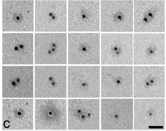 Biotinylation Kit / Biotin Conjugation Kit (Fast, Type A) - Lightning-Link®(AB201795)