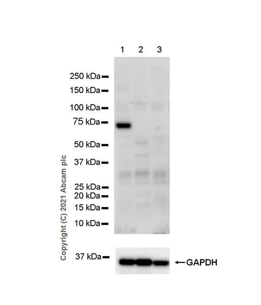 Anti-ASIC1 antibody [EPR25411-45] - BSA and Azide free(AB284410)