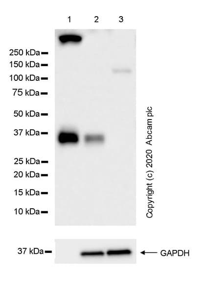 Anti-mouse IgG for IP (HRP)(AB131368)