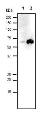 Goat Anti-Rat IgG H&L (HRP)(AB97057)