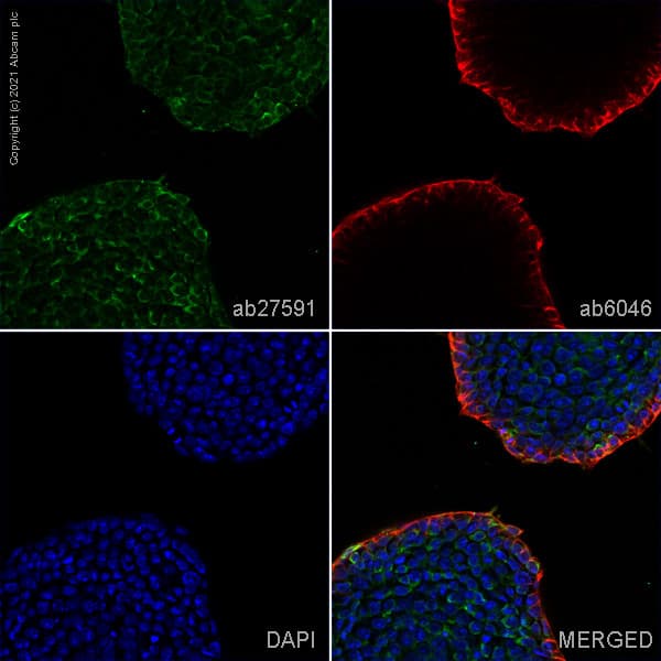 Anti-DDX4 / MVH antibody [mAbcam27591] - BSA and Azide free(AB180462)