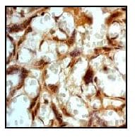 Hoxb4 Antibody Ep1919y Ab76093  Immunohistochemistry Formalin Pfa Fixed Paraffin Embedded Sections Img29788