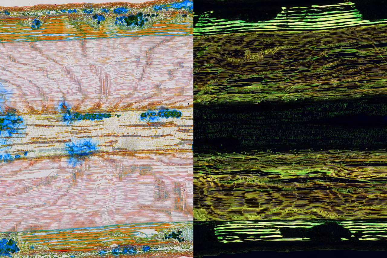Lime Wood Scan Kid21766461