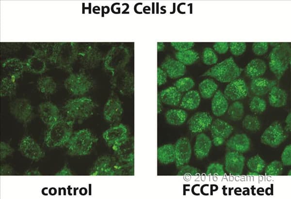 JC-1 - Mitochondrial Membrane Potential Assay Kit(AB113850)