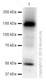 Anti-ATP7b antibody [EPR6794](AB124973)