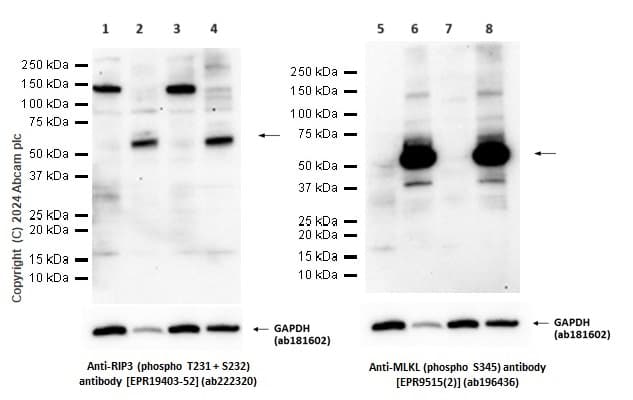 Anti-MLKL (phospho S345) antibody [EPR9515(2)](AB196436)