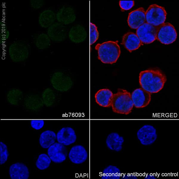Hoxb4 Antibody Ep1919y Ab76093  Immunocytochemistry Immunofluorescence Img69240