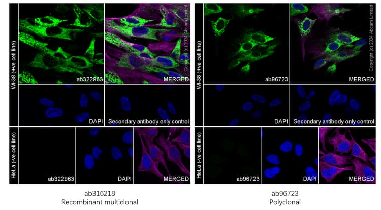 Anti-COL1A2 antibody(AB96723)