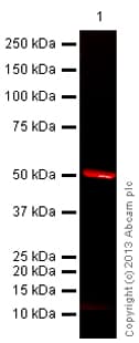 Anti-alpha Tubulin antibody - Microtubule Marker(AB18251)