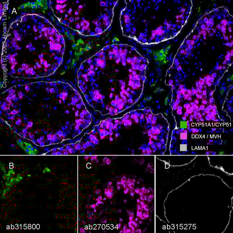 Anti-DDX4 / MVH antibody [EPR24148-58] - BSA and Azide free(AB277638)