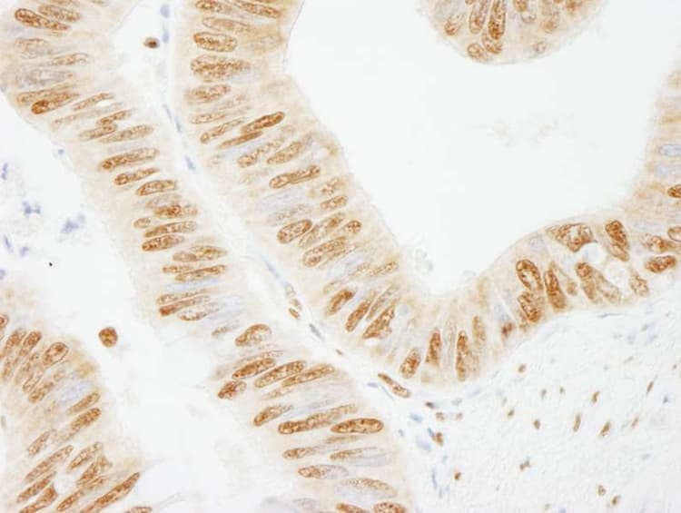 Sfpq Antibody Ab264197  Immunohistochemistry Formalin Pfa Fixed Paraffin Embedded Sections Img107230