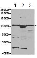 Ttk Mps1 Antibody Ab187520  Western Blot Img71410
