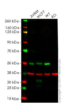 Irf3 Antibody Ep2419y Ab76409  Western Blot Img702