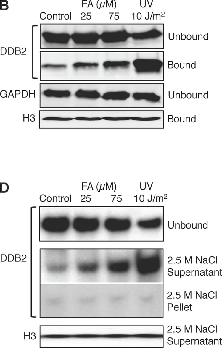 Anti-DDB2 antibody [2246C4a](AB51017)