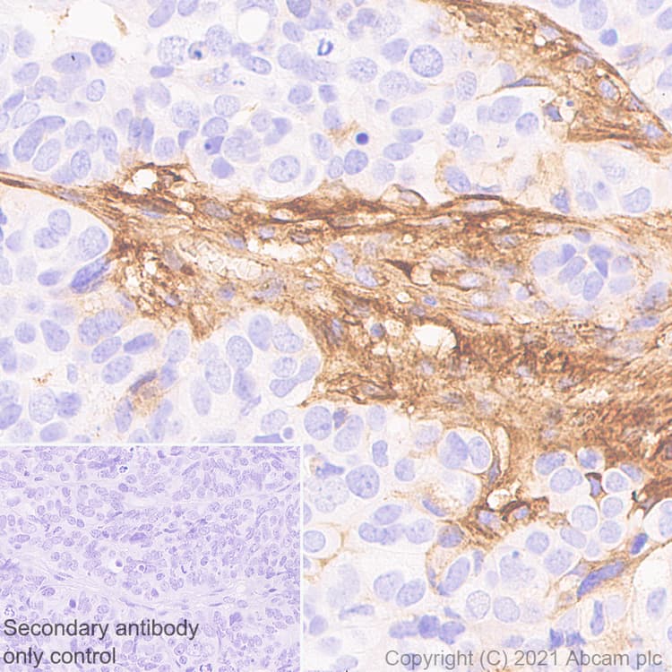 Anti-Fibronectin antibody [10/Fibronectin] - BSA and Azide free(AB281577)